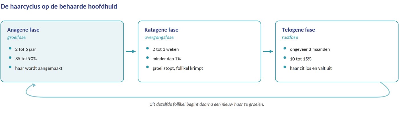 De haarcyclus
